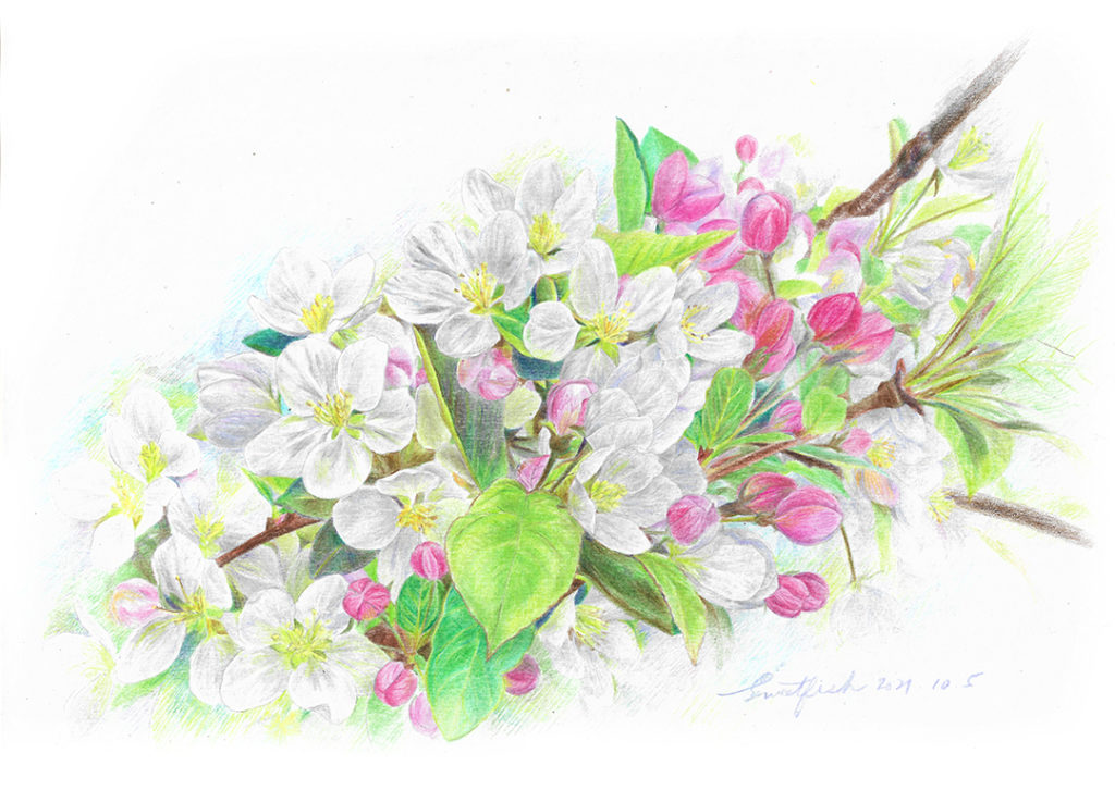 cherry-blossoms-colored-pencil-drawing-by-sweetfish-food-art