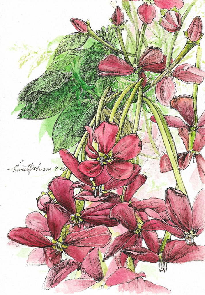 rangoon-creeper-watercolor-plant-illustration-by-sweetfish-food-art-colored