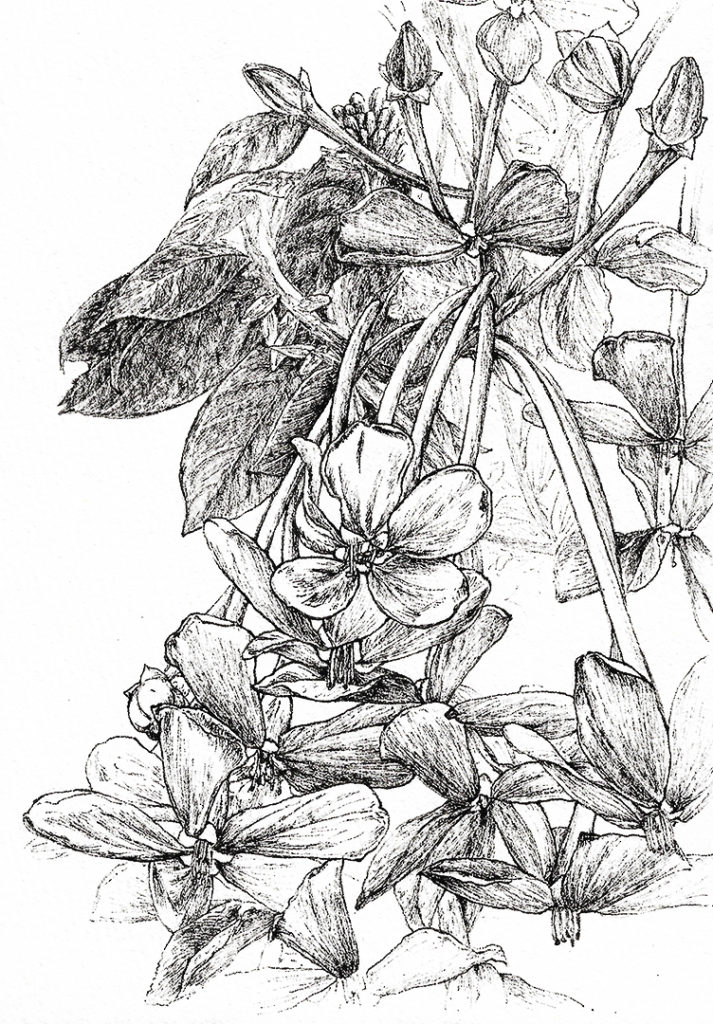 rangoon-creeper-watercolor-plant-illustration-by-sweetfish-food-art-sketch