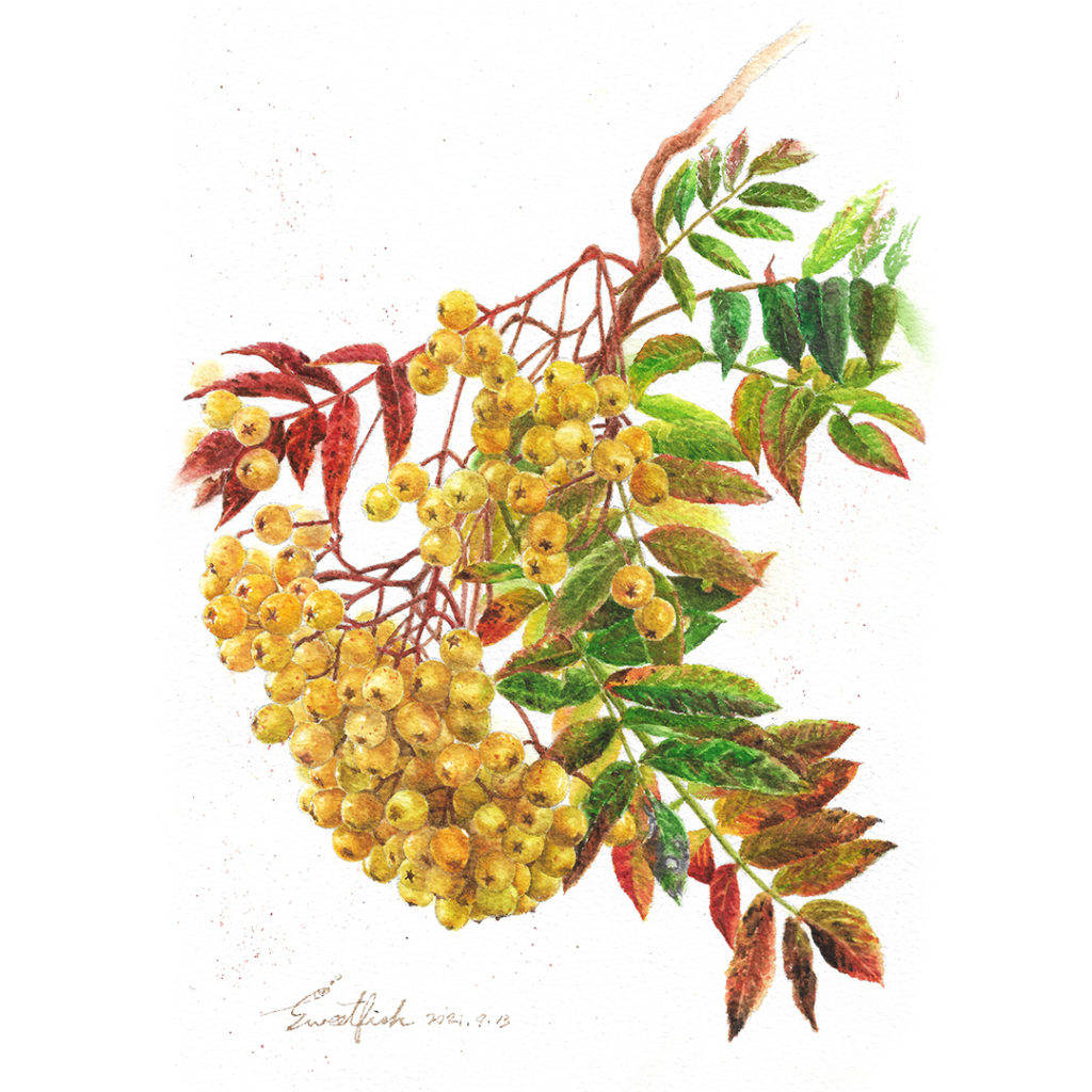 sorbus-sunshine-watercolor-food-illustration-by-sweetfish-food-art-cover