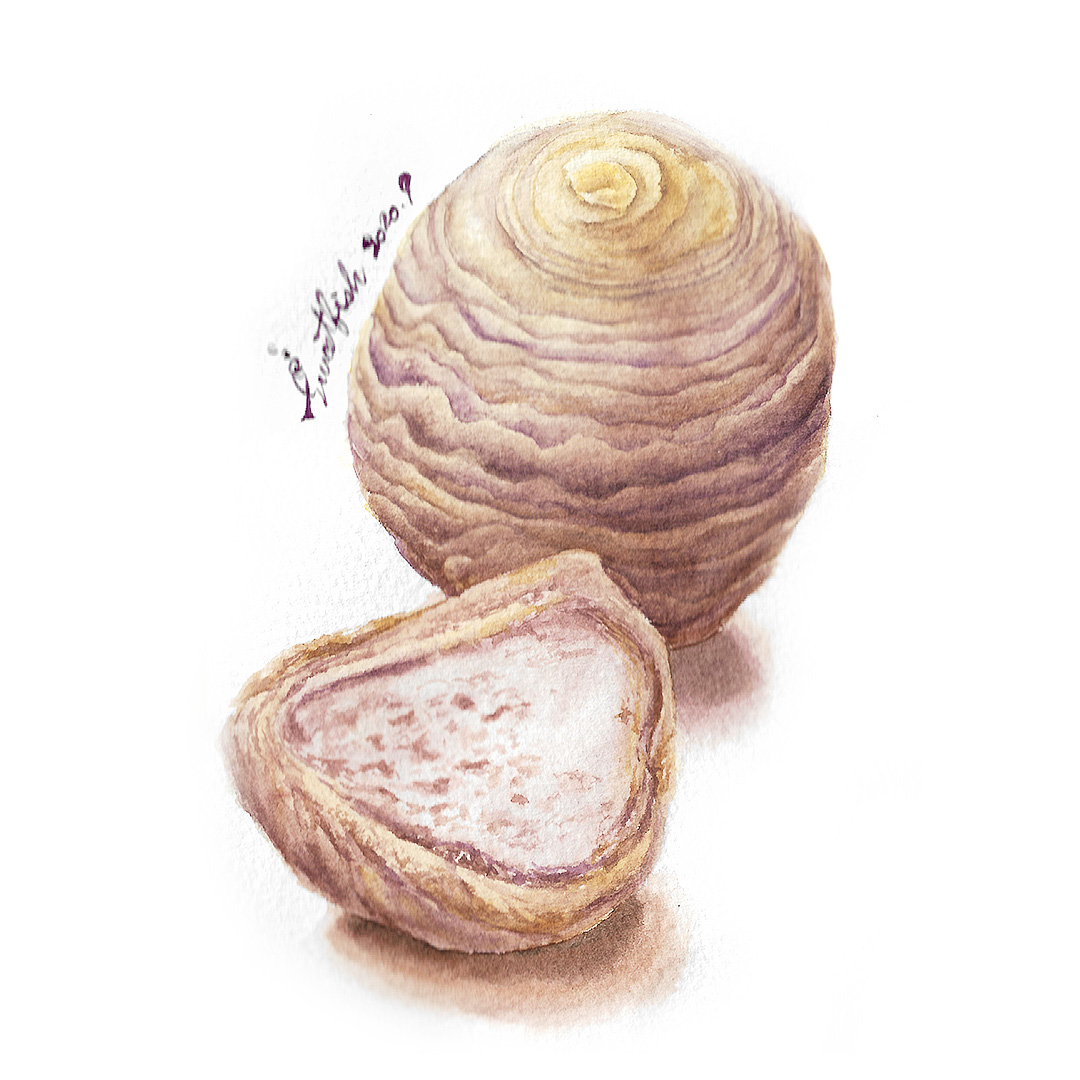 mooncake-taro-pastry-watercolor-food-illustration-by-sweetfish-food-art