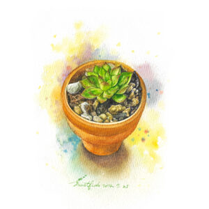 Read more about the article 多肉盆栽︱Succulent